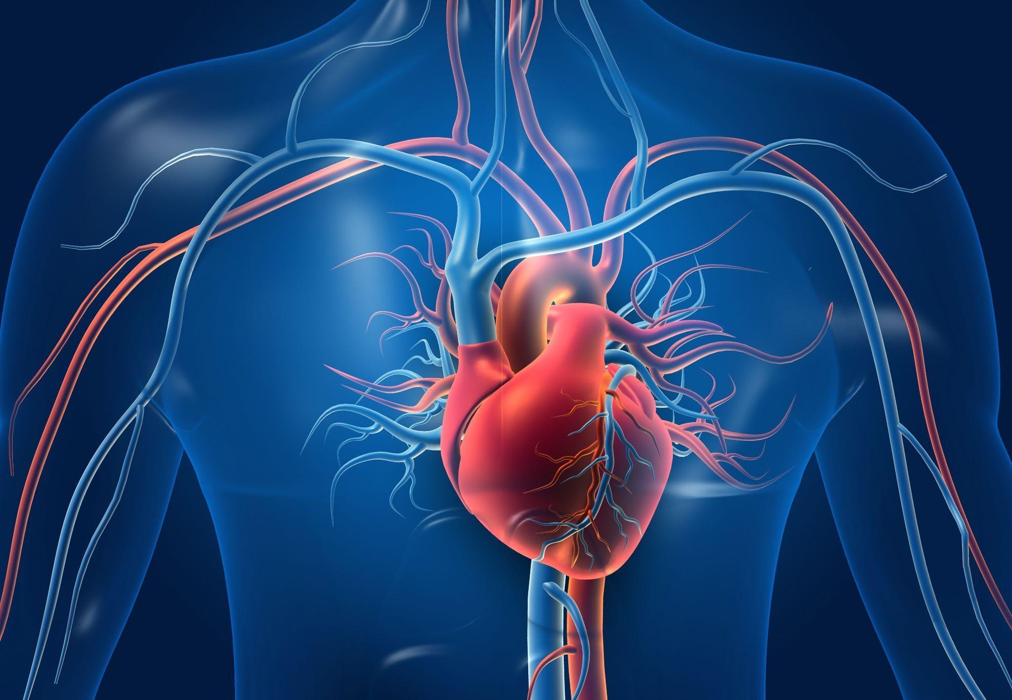 Cardiovascular System and Metabolic Health Singapore