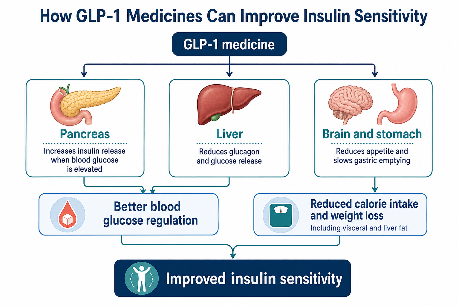 Diagram showing how GLP‑1 medicines affect the pancreas, liver, brain and stomach to improve blood glucose regulation, support weight loss and increase insulin sensitivity.